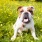 lifestyle image of a dog in green grass